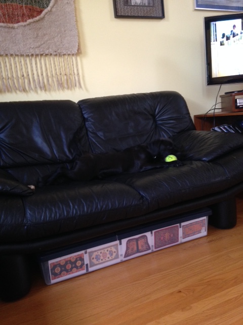 Black dog, black couch, green ball