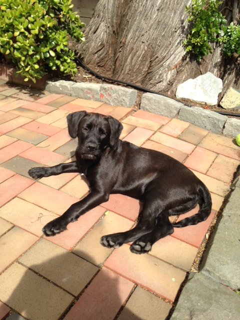 Ramsey in the garden